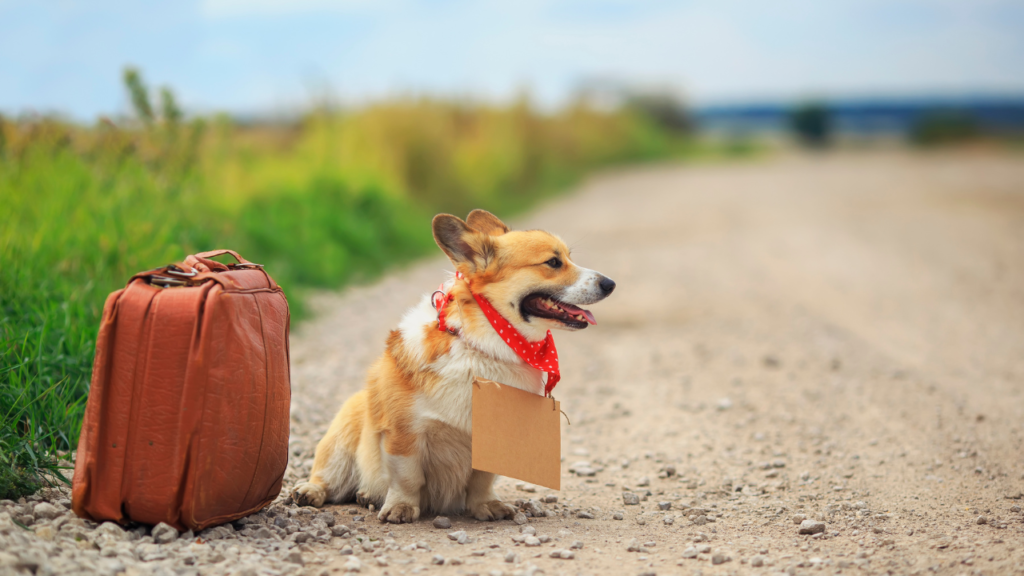 Corgi dog sitting on the side of the road on an old suitcase with a sign around his neck waiting for a passing car