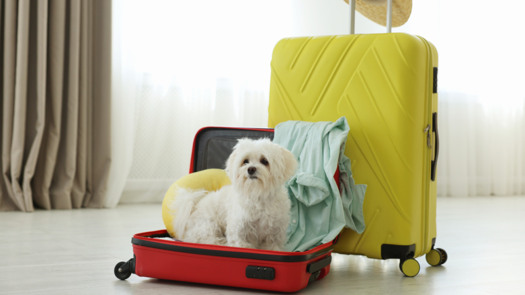 Pet Hotel. Cute Maltese Dog in Suitcase with Personal Belongings on Sofa Indoors,
